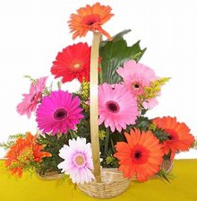 Gerbera arrangement in basket