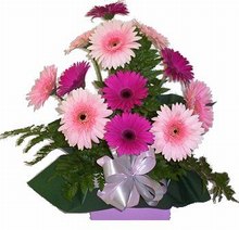 Gerberas in kraft box