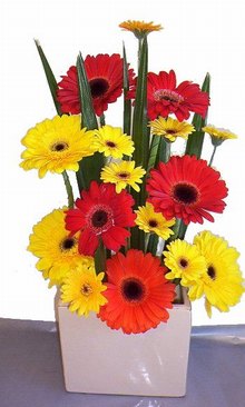 Gerberas in ceramic vase