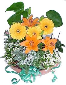 Pot-et-Fleur