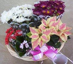 Potted flower collection