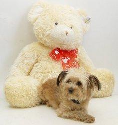 Valentines Braxton Bear