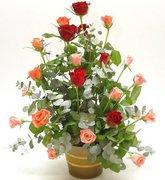 Two dozen roses arrangement