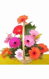 Gerbera arrangement in basket