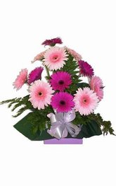 Gerberas in kraft box