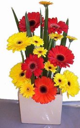Gerberas in ceramic vase