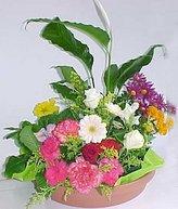 Large Pot-et-Fleur