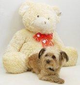 Valentines Braxton Bear