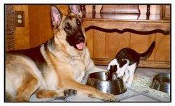 5kg Container of Pet Fare for your dog or cat