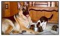 5kg Container of Pet Fare for your dog or cat