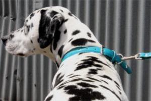 Paw Stars Patent Leather (Skye)