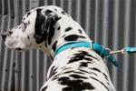 Paw Stars Patent Leather (Skye)