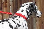 Paw Stars Patent Leather (Jake)