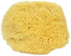 Natural Sea Sponge