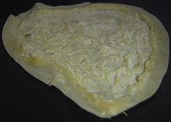 Latex Scar -Large