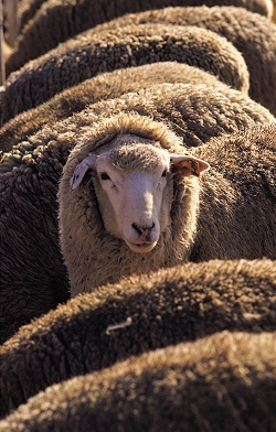 Sheep ear tags and cattle ear tags