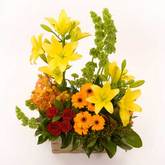 Floral Splendour