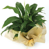 Green Thumb