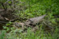 Baby Alligators near Snapper wellsite