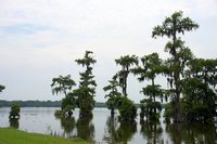 Bald Cypress trees on Lake Martin