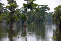 Bald Cypress trees on Lake Martin 2