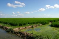 Garwood-1 location (in rice paddy)