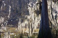 Spanish Moss in Swamp near Beyt Location