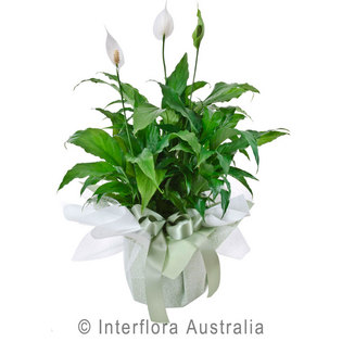 Tropical Sympathy Spray