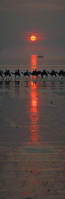 Camels Sunset
