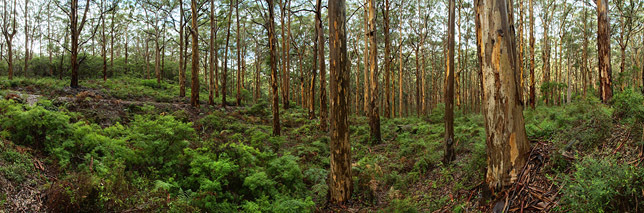 Boranup Forest
