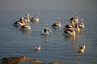 Pelicans, Augusta