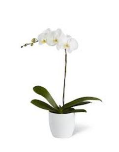 Orchid plant 354