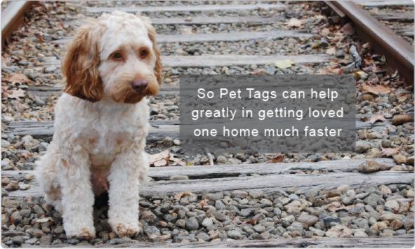 Pet Tags Australia